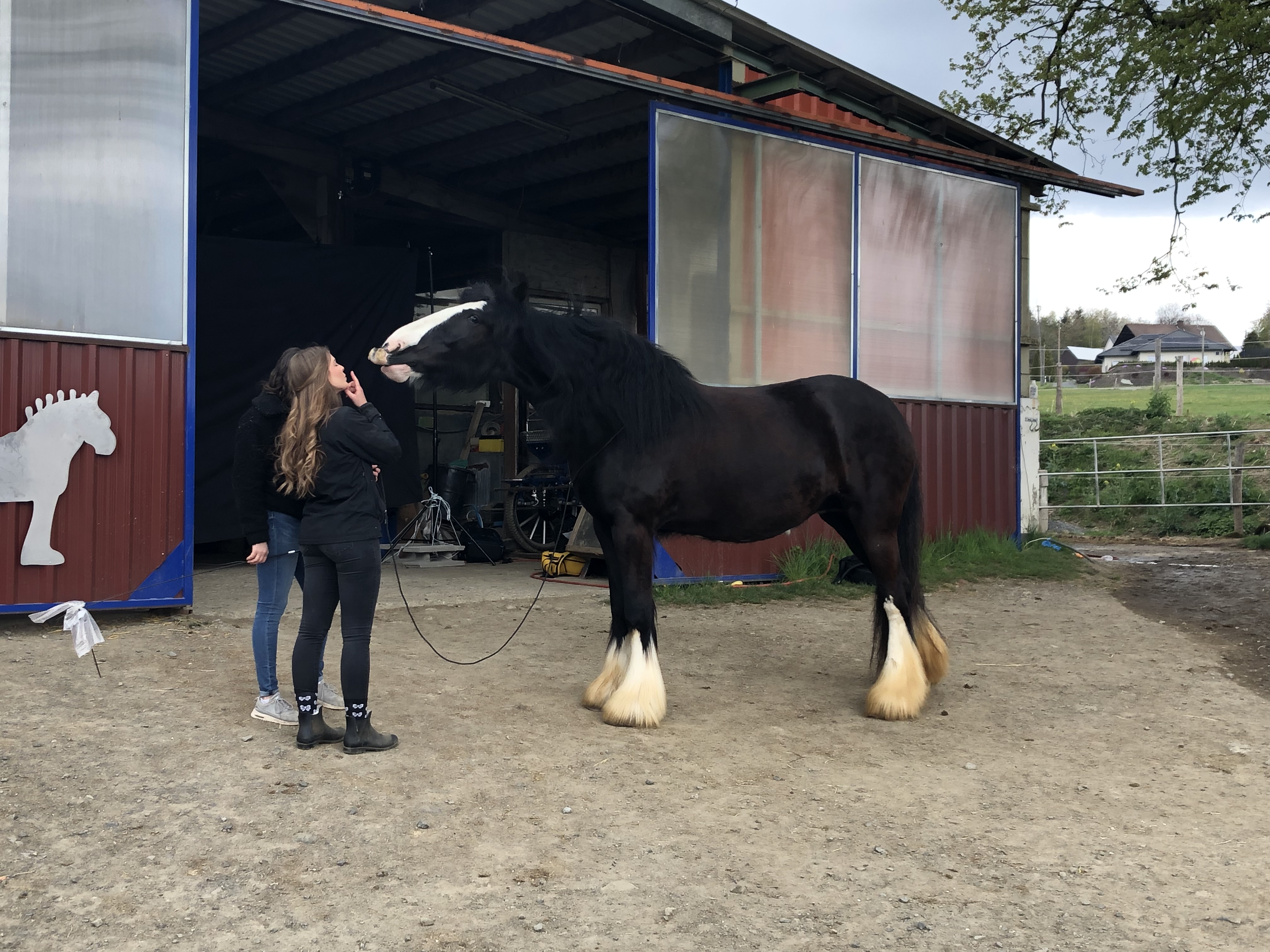 Shire Horse Leinwandshooting